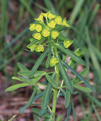  Leafy Spurge - Euphorbia virgata 