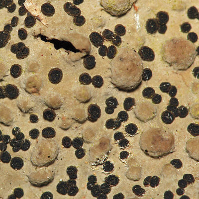  Lasallia papulosa (Toadskin Lichen)