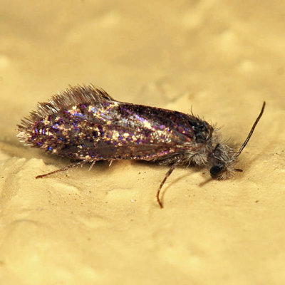 0005 - Purplish Birch-miner Moth - Eriocrania semipurpurella