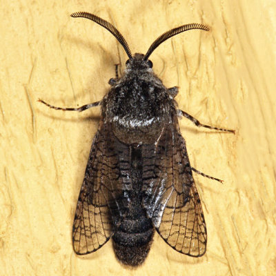 2694 - Little Carpenterworm Moth - Prionoxystus macmurtrei