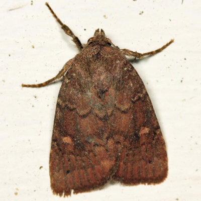 10578 - Small Brown Quaker - Pseudorthodes vecors