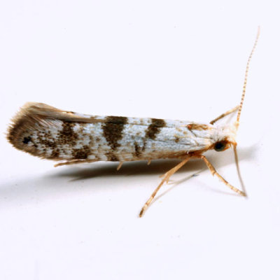 2481 - Arborvitae Leafminer - Argyresthia thuiella