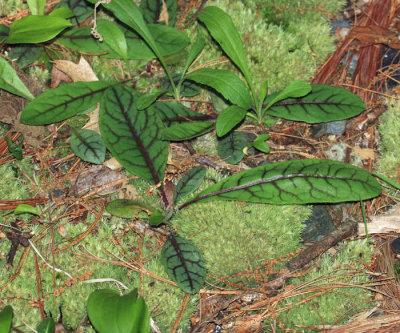 Rattlesnake Weed - Hieracium venosum