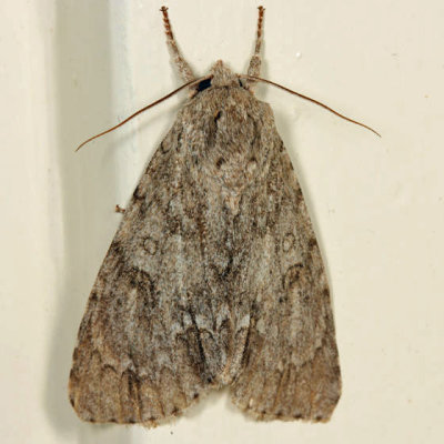 9199 - Ruddy Dagger Moth - Acronicta rubricoma