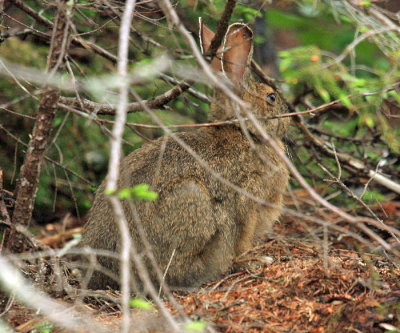 Snowshoe Hare - Lepus americanus