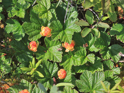  Cloudberry - Rubus chamaemorus 