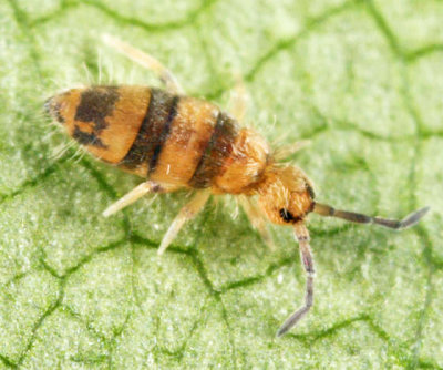 Entomobrya assuta