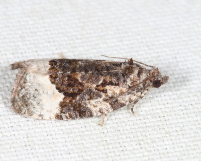 2755 -  Funereal Apotomis Moth - Apotomis funerea