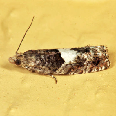 Epinotia sp.
