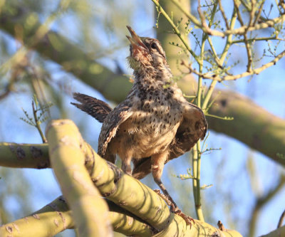 S E Arizona Birds