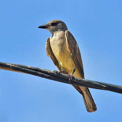 Cassin's Kingbird - Tyrannus vociferans
