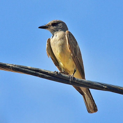 Cassins Kingbird - Tyrannus vociferans