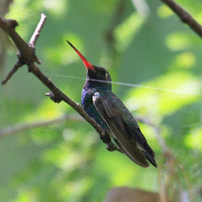 Broad-billed Hummingbird - Cynanthus latirostris