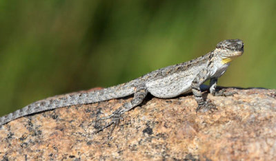 Ornate Tree Lizard - Urosaurus ornatus