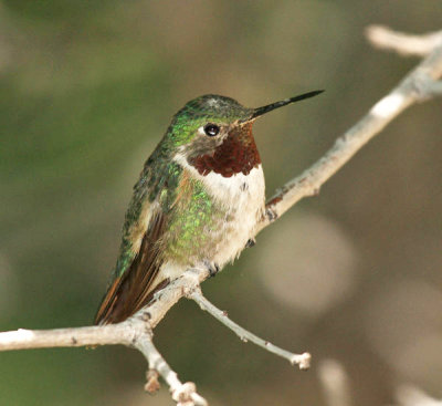 Broad-tailed Hummingbird - Selasphorus platycercus