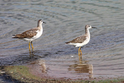 Wilsons Phalarope - Phalaropus tricolor