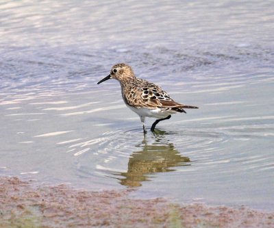 Baird's Sandpiper - Calidris bairdii