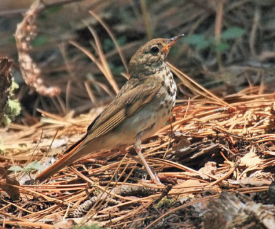 Hermit Thrush - Catharus guttatus