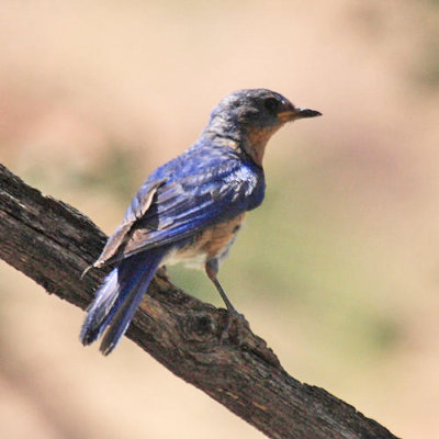 Eastern Bluebird - Sialia sialis