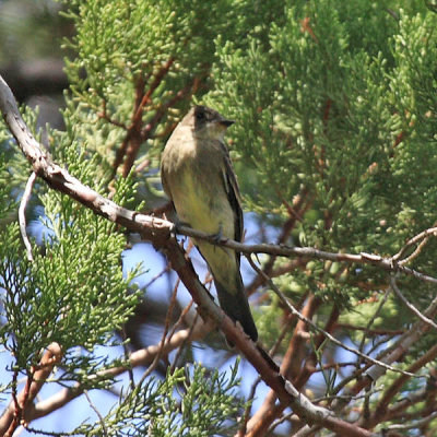 Western Wood-Pewee - Contopus sordidulus