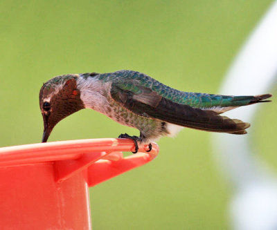 Anna's Hummingbird - Calypte anna