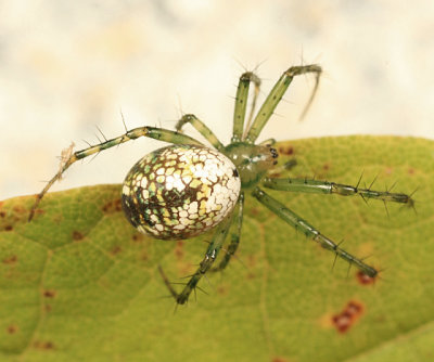 Mangora spiculata