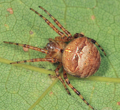 Araneus corticarius