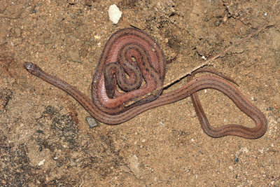 Northern Brown Snakes - Storeria dekayi