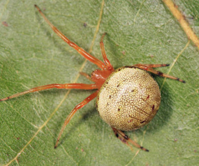 Lattice Orbweaver - Araneus thaddeus