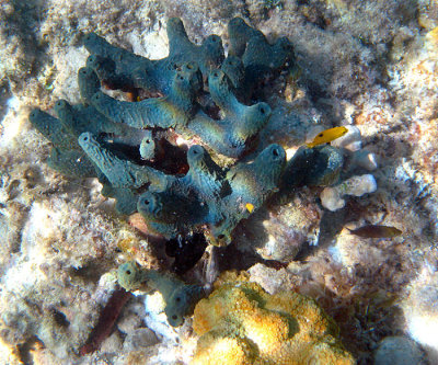 Blue Sponge and Cavernous Star Coral - Montastraea cavernosa