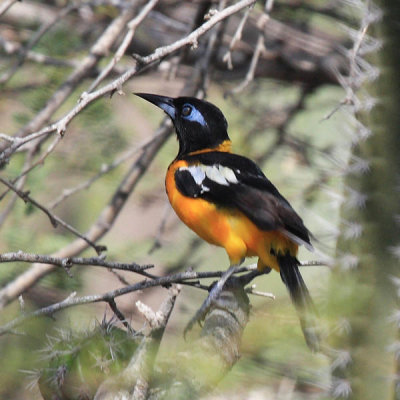 Troupial - Icterus icterus