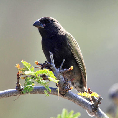 Black-faced Grassquit - Tiaris bicolor