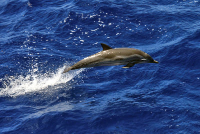 Striped Dolphin - Stenella coeruleoalba