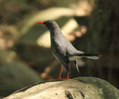 Red-legged Thrush - Turdus plumbeus