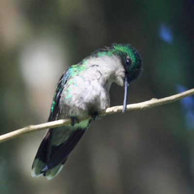 Blue-headed Hummingbird - Cyanophaia bicolor (female)