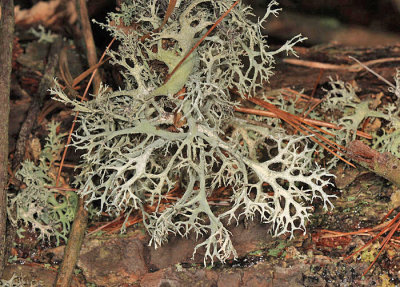 Common Antler Lichen - Pseudevernia consocians