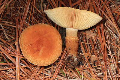 Cystoderma amianthinum var. amianthinum