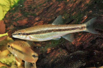 Eastern Blacknose Dace - Rhinichthys atratulus