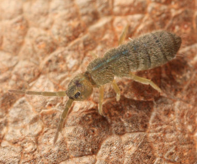 Isotoma viridis