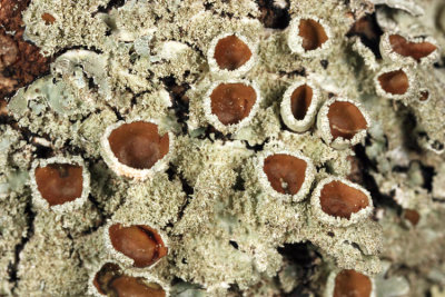 Bottlebrush Shield Lichen - Parmelia squarrosa