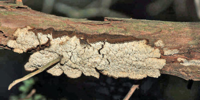 Echinodontium ballouii