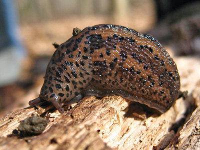 Leopard Slug - Limax maximus