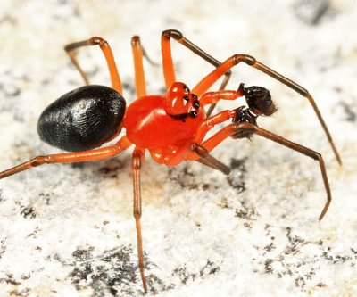 Dwarf Spiders - Erigoninae