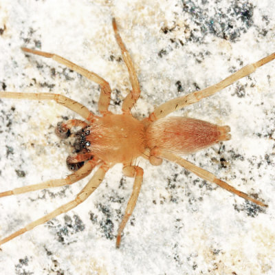 Clubiona bishopi (male)