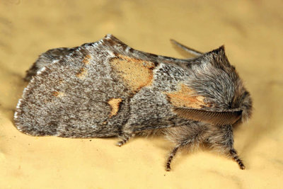 7933 - Four-spotted Gluphisia - Gluphisia avimacula