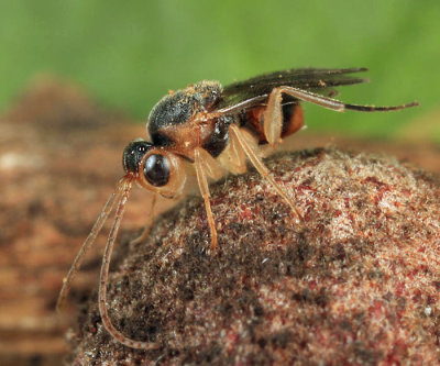 Synergus sp. (Inquiline of Disholcaspis bassetti)