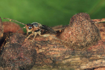 Synergus sp. (Inquiline of Disholcaspis bassetti)