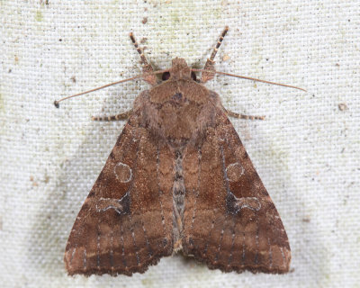 9454 - Veiled Ear Moth - Amphipoea velata