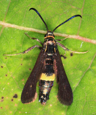 2608 - Carmenta Clearwing Moth - Carmenta pyralidiformis