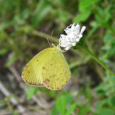 Little Yellow - Eurema lisa